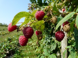 Framboises1